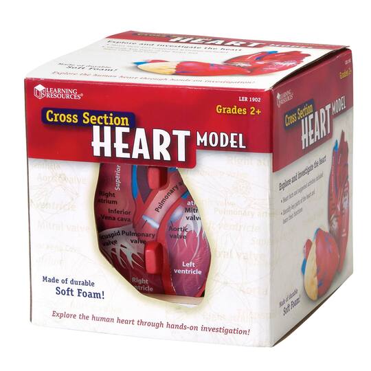 Learning Resources® Soft Foam Cross Section Human Heart Model